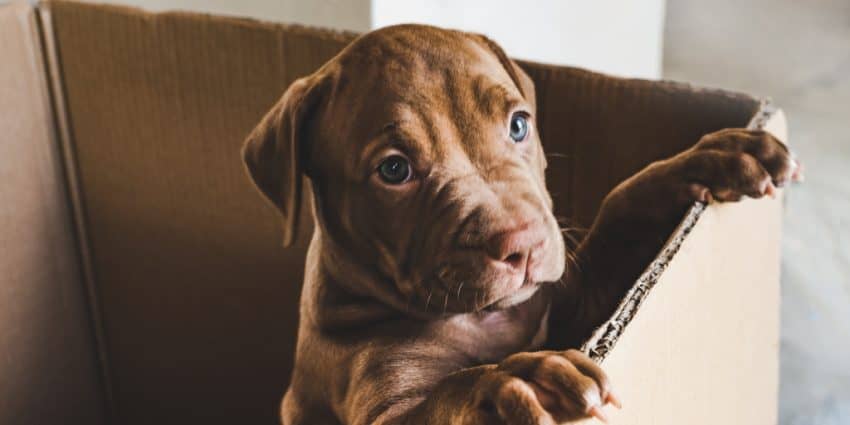 If you're looking for strong dog names for pitbulls, we've got you covered! These 100 ideas are every bit as mighty as the breed itself! Take a look!