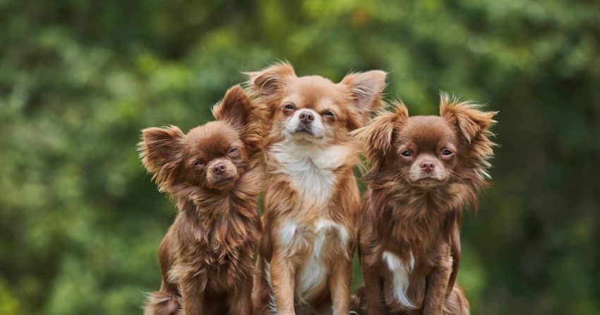 They're definitely one of the most popular small breeds, but are chihuahuas hypoallergenic dogs? Read on to find out the answer!