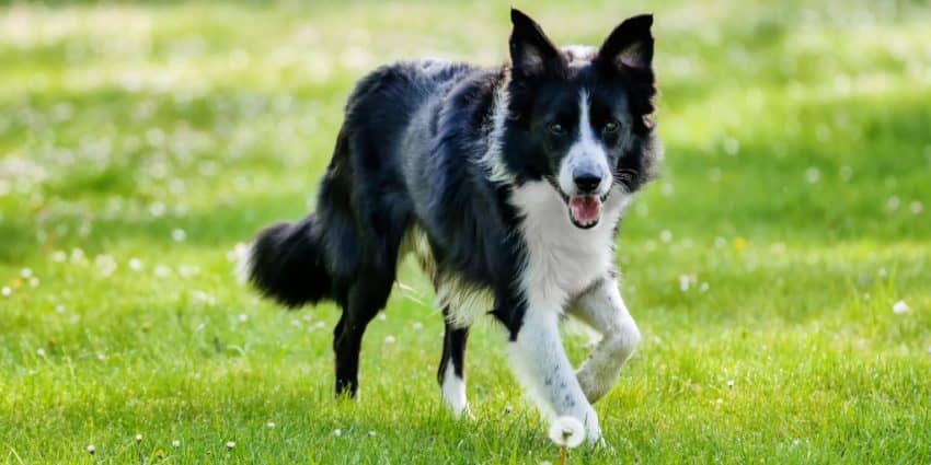 The border collie is considered the smartest dog breed. 