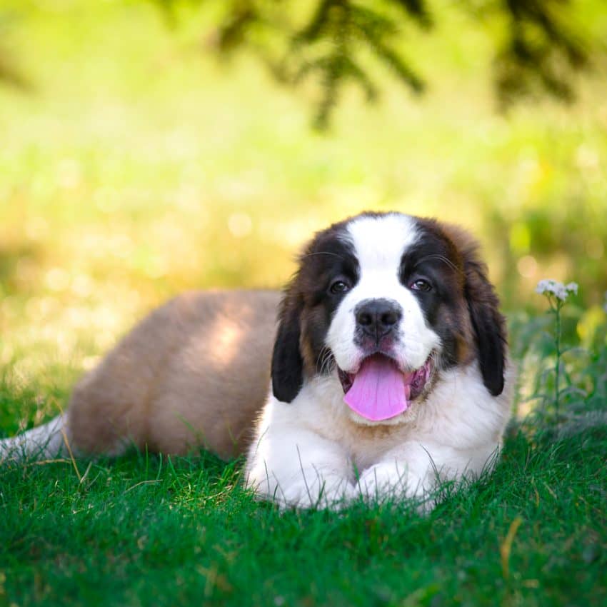 Curious about dogs that shed the most? If you fancy making a sweater out of your pup’s tumbleweeds, check out these heavy shedding breeds!