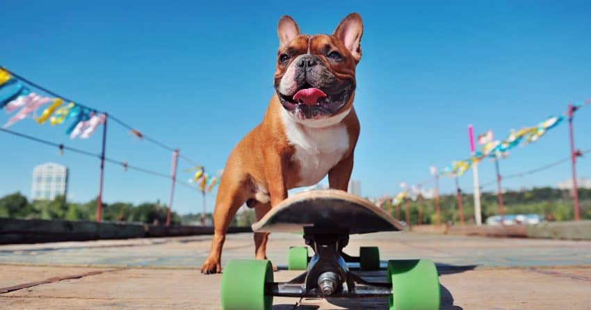 Looking for some fun skater names for your rad new pup? Check out 100 brilliant ideas, with 50 each for male and females!