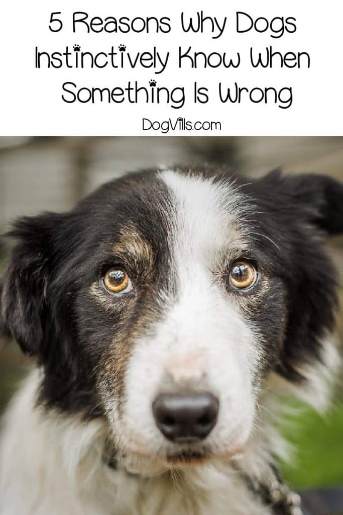 “Why do dogs instinctively know when something is wrong?” If you’re wondering the same thing, read on for 5 potential answers!