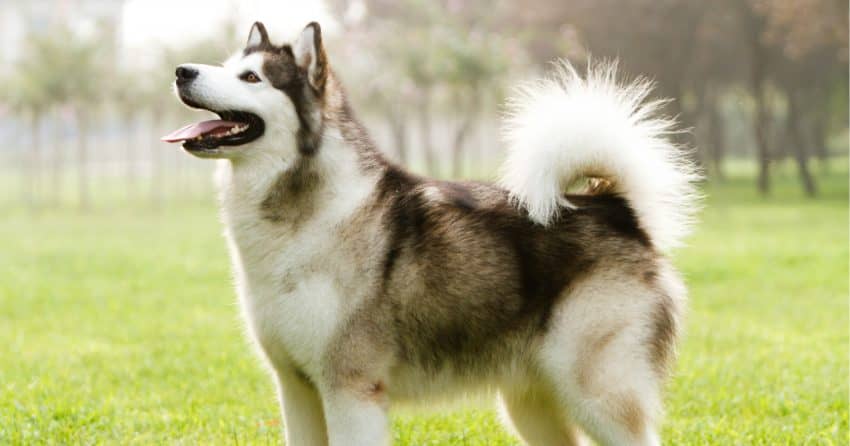 Alaskan Malamute are one of the dogs that shed the most. 