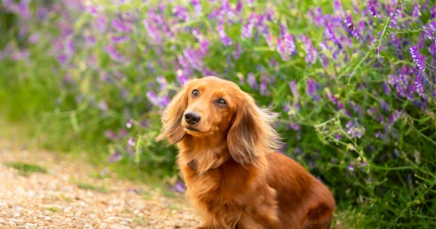 Dachshund