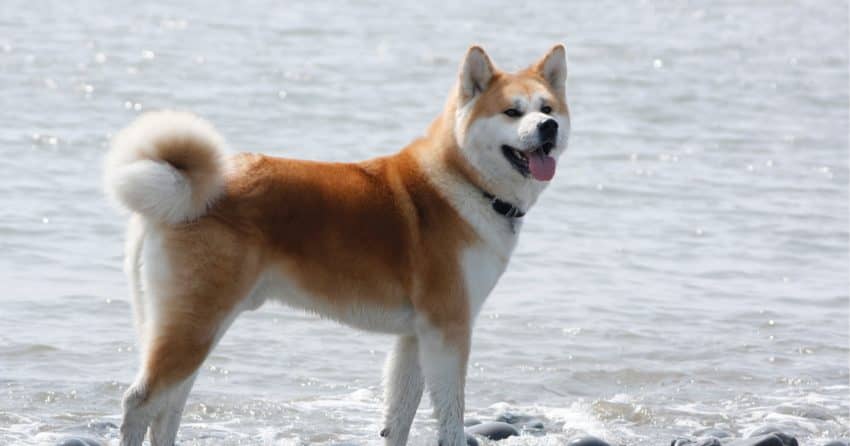 akita shedding a lot