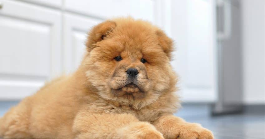 fluffy dogs that look like teddy bears