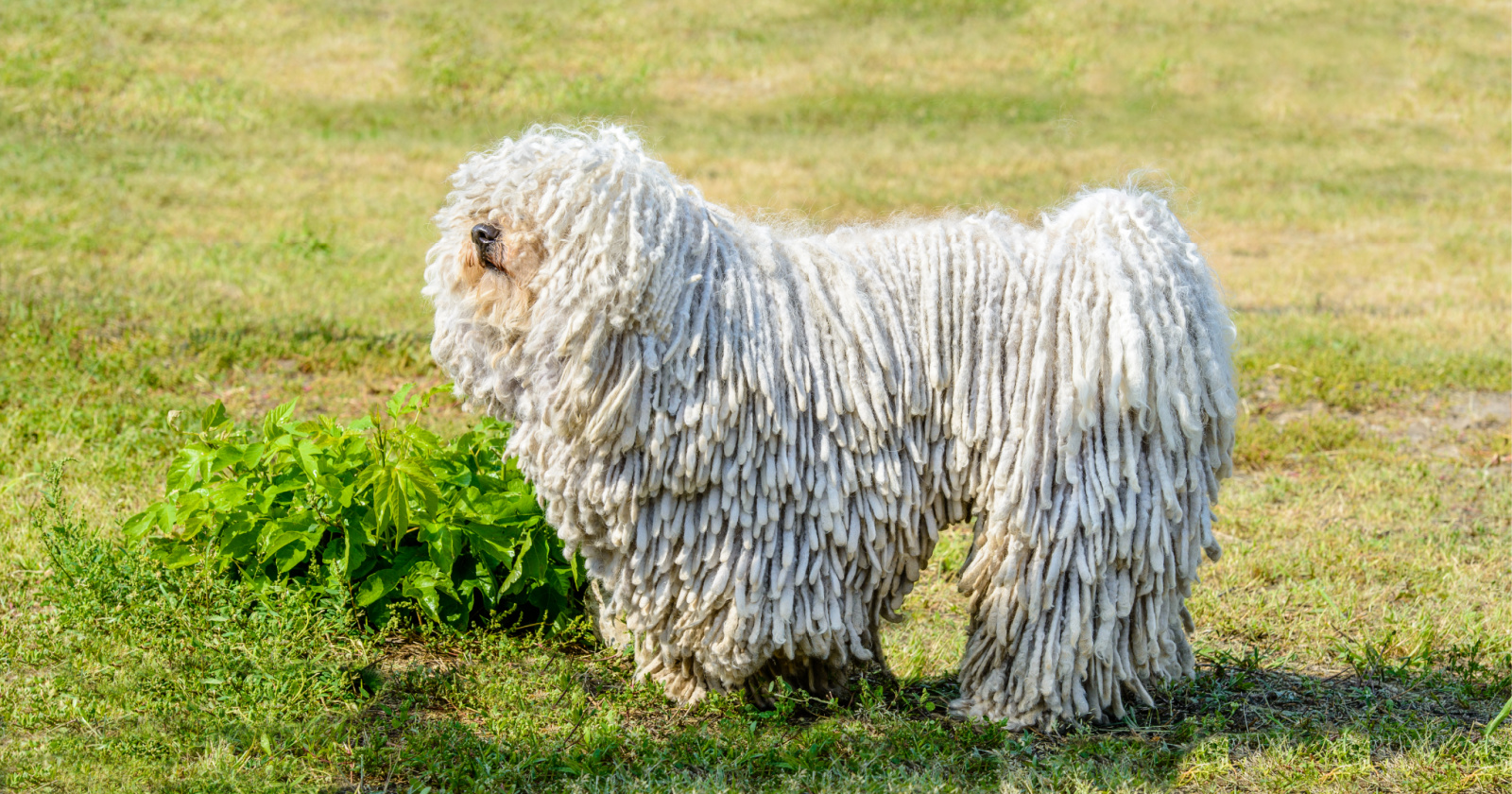 komondor hypoallergenic