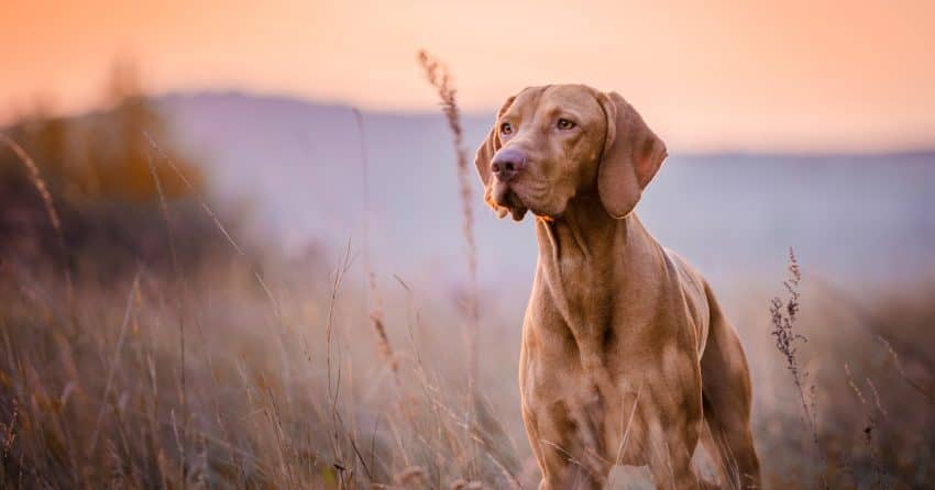 Wondering about dog breeds prone to anxiety? While all dogs can get nervous at times, these 7 take it to new levels. Take a look!