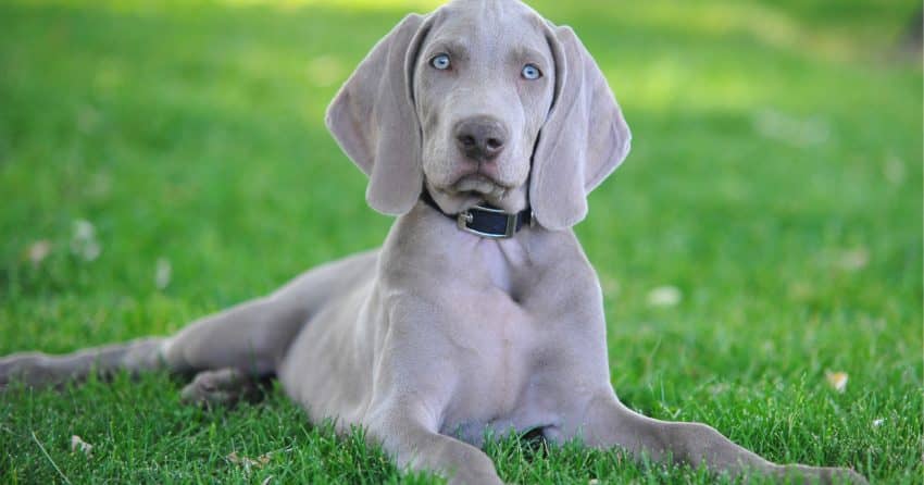 Looking for the best dog beds for Weimaraners? We've got you covered! Find out what makes up a top-tier dog bed, then check out five we love!