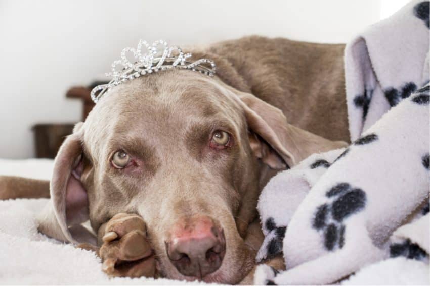 Looking for the best dog beds for Weimaraners? We've got you covered! Find out what makes up a top-tier dog bed, then check out five we love!