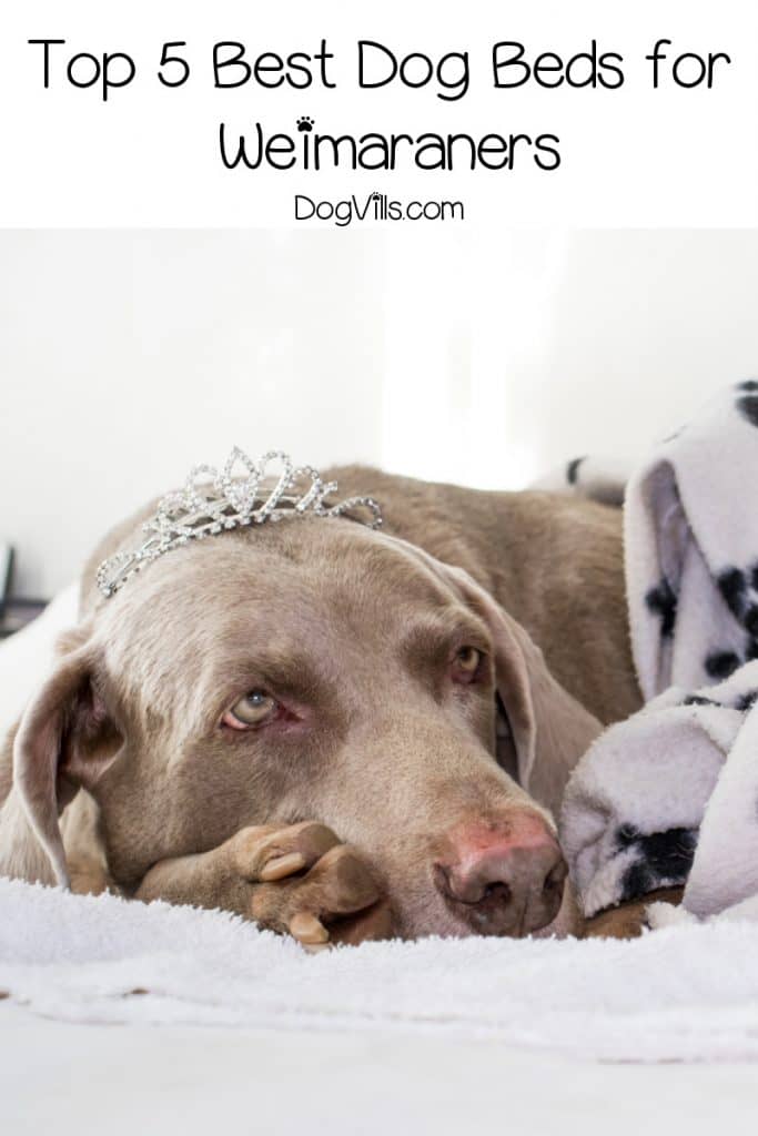 Looking for the best dog beds for Weimaraners? We've got you covered! Find out what makes up a top-tier dog bed, then check out five we love!