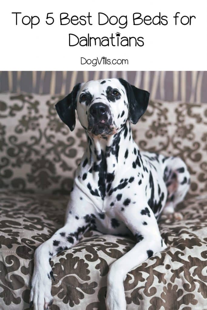 If you're looking for the best dog beds for Dalmatians, stick around! We're sharing five that we think are just spot on! Yes, we went there!