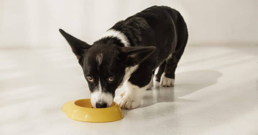 best puppy food for firm stools