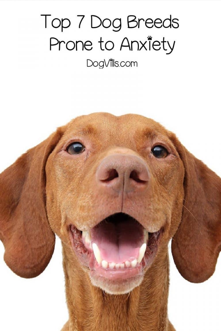 View of 7 Dog Breeds Prone to Anxiety & How to Help Keep Them Calm - DogVills
