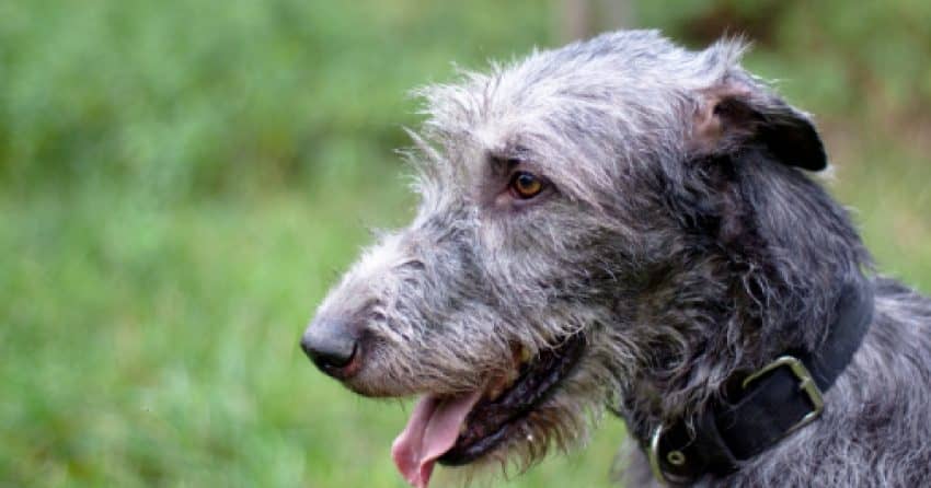 Irish Wolfhound, one of the sleepiest dog breeds