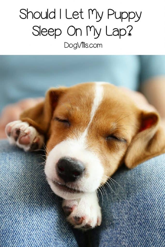 "Should I let my puppy sleep on my lap?" Wondering the same thing? Read on to find out! Plus, learn why pups love your lap in the first place!