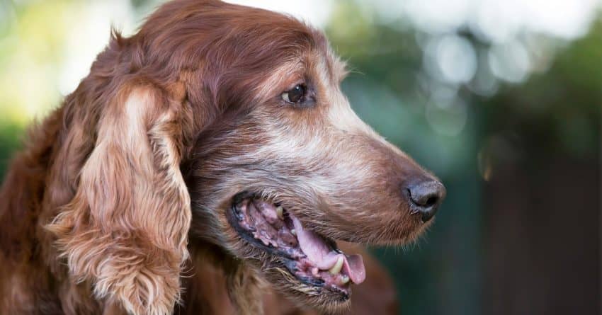 Anxiety in older dogs can be caused by a variety of issues. Your vet and these tips will help you find the best way to help your dog. Take a look!