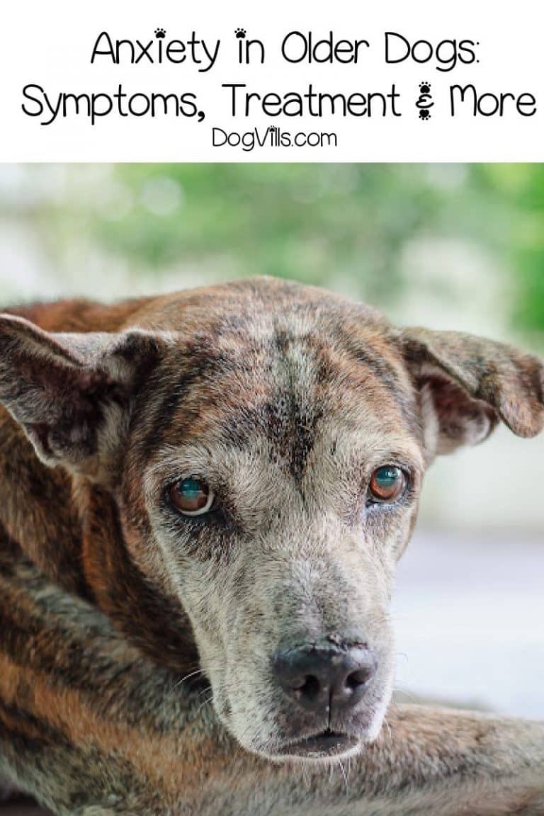 A closer look at Dog Food For Anxiety In Old Dogs
