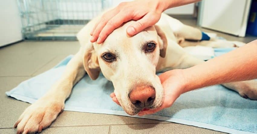 "My dog is dying, but I can't afford a vet" is a common topic today. We'll discuss resources for when a dog is dying and finance are tight.