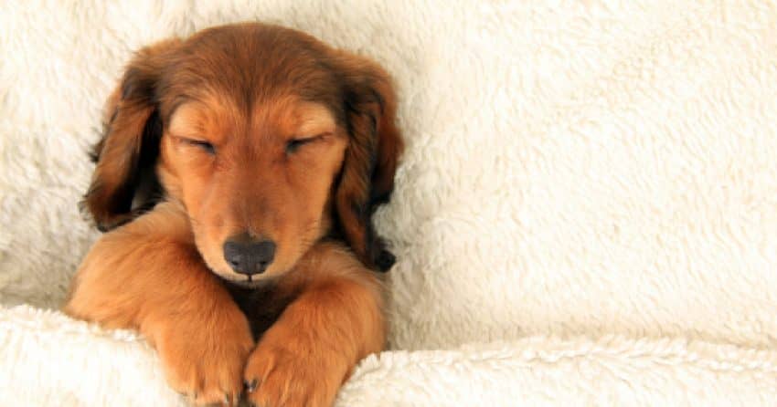 How To Teach A Puppy To Sleep in Their Bed?