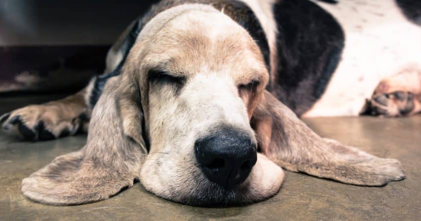 Old Basset Hound sleeping on the floor