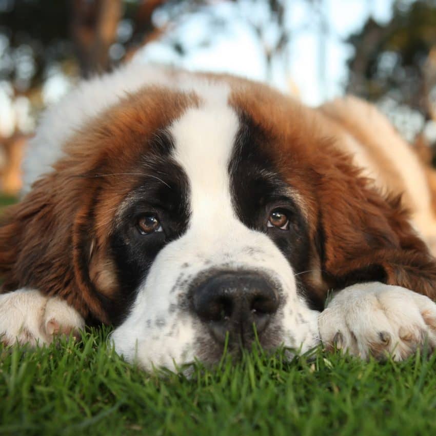 The Adorable Saint Bernard is one of the sleepiest dog breeds ever. 