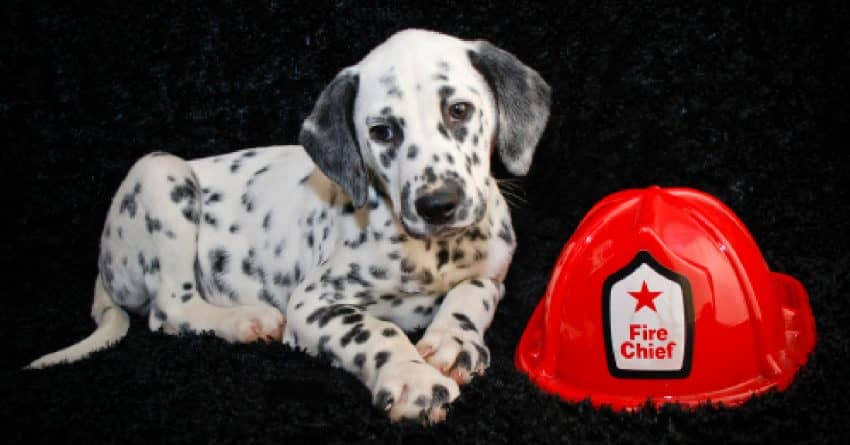 firefighter dog shirt