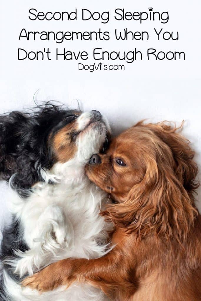 These tips will help make your second dog sleeping arrangements go more smoothly, whether you're introducing a puppy or an older second dog!