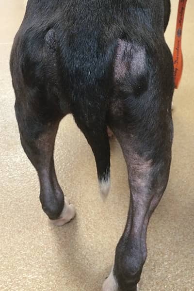 Hairloss on hindquarters of dog is one of several dog flea symptoms