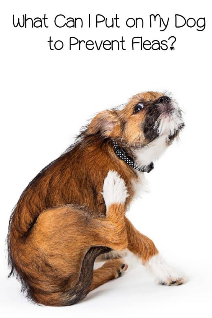 What can I put on my dog to prevent fleas? We're discussing the numerous types of flea prevention and their pros and cons.