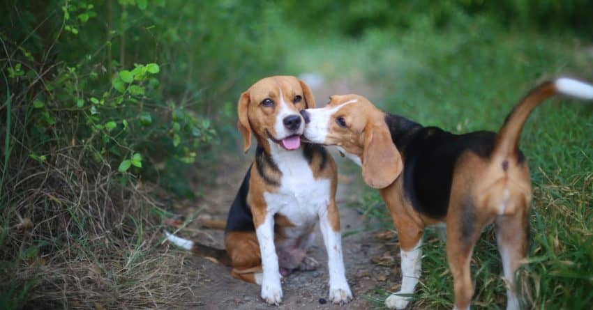 why do dogs kiss each other in the mouth