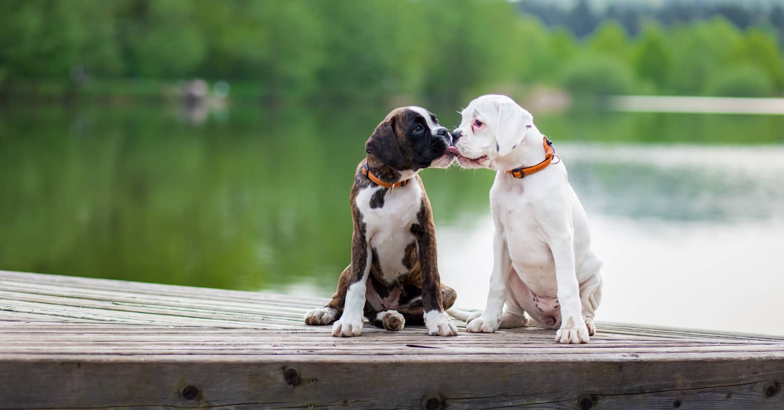 7 Fascinating Reasons Why Dogs Kiss Each Other DogVills