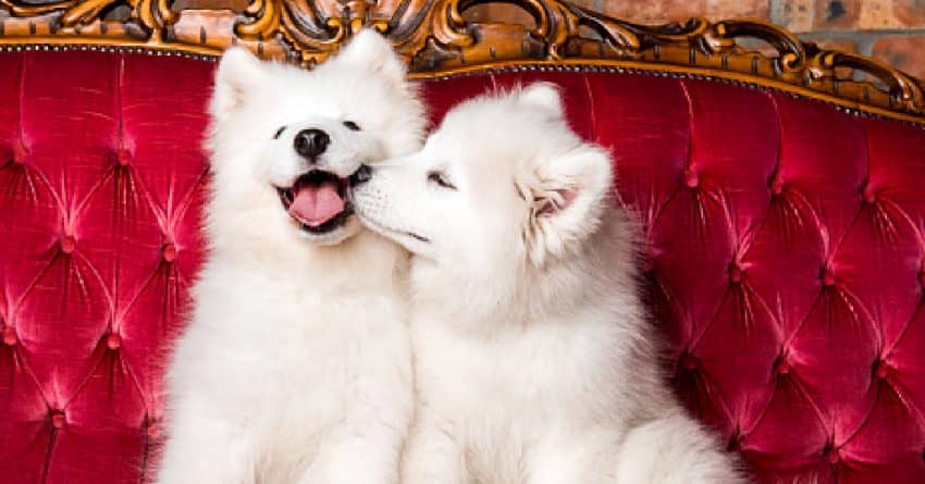 There’s nothing cuter than two dogs “smooching,” but you’re bound to wonder why dogs kiss each other at all? Check out 7 reasons!