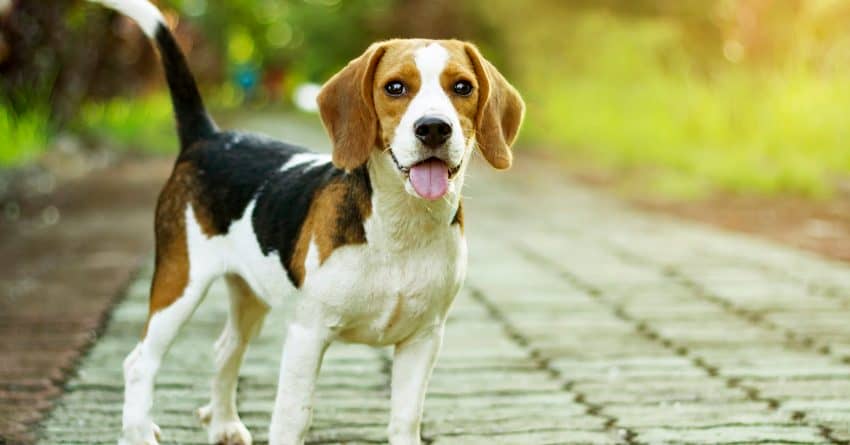 beagle puppy standing on the walkway in public park with sunlight