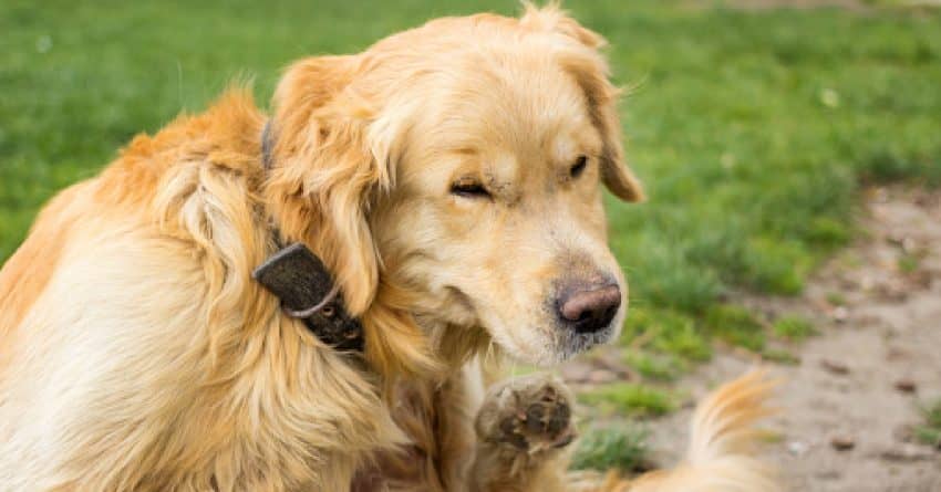 Do all dog breeds get fleas? The short answer is yes. But some dogs are attacked by far than others. Here is everything there is to learn.