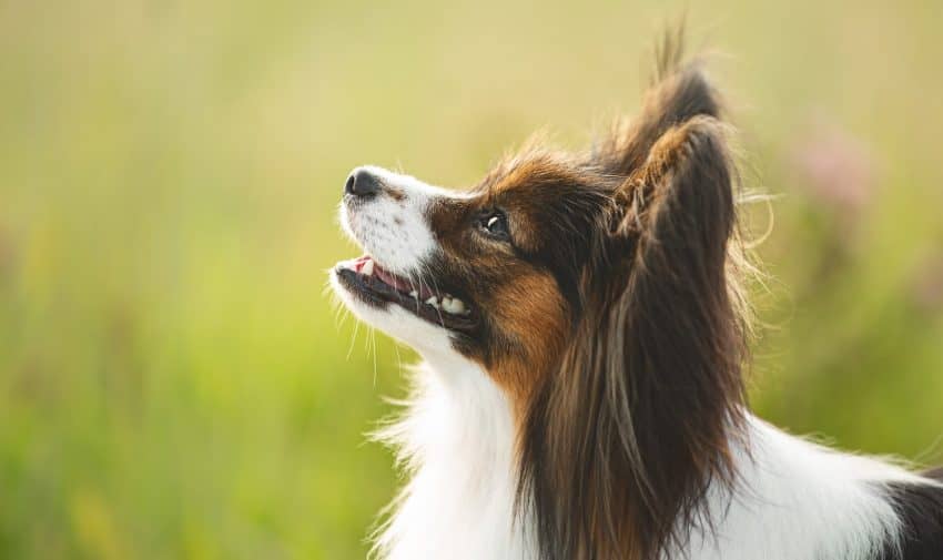 Are Papillons hypoallergenic? We're answering that questions, along with many others about this sweet "butterfly" dog breed! Check it out!