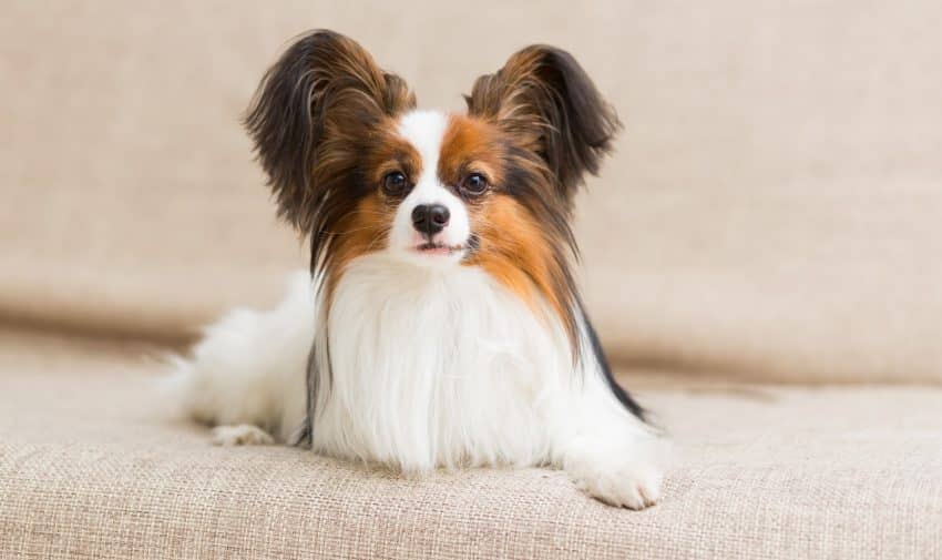 Pasen orkest kwaad Are Papillons Hypoallergenic? Complete Guide to the "Butterfly" Dog Breed -  DogVills