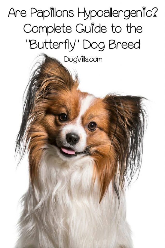 Are Papillons hypoallergenic? We're answering that questions, along with many others about this sweet "butterfly" dog breed! Check it out!