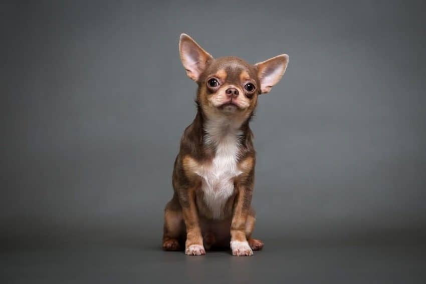 chihuahua