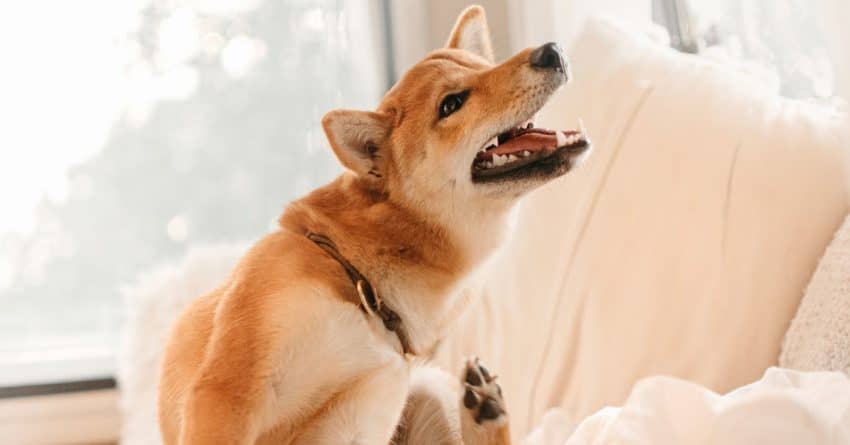 Chances are high that if your dog has fleas, so does your house. With that in mind check out the best dog flea treatments for your home.