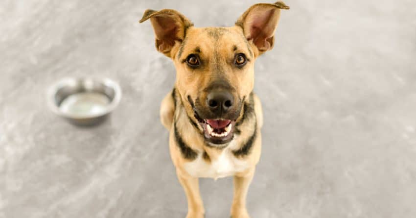 happy dog with a healthy liver after taking vitamin e for dogs