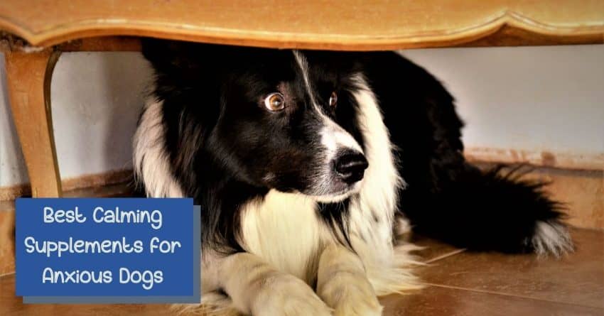 7 Best Calming Supplements for Anxious Dogs