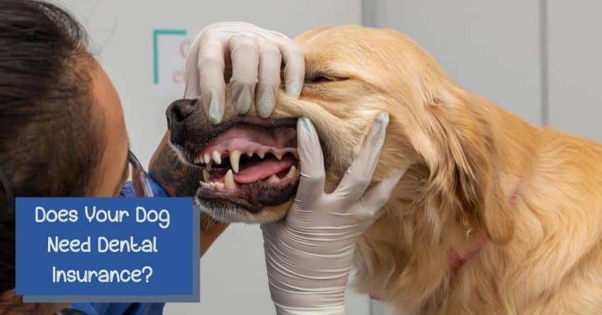 do dogs need dental insurance