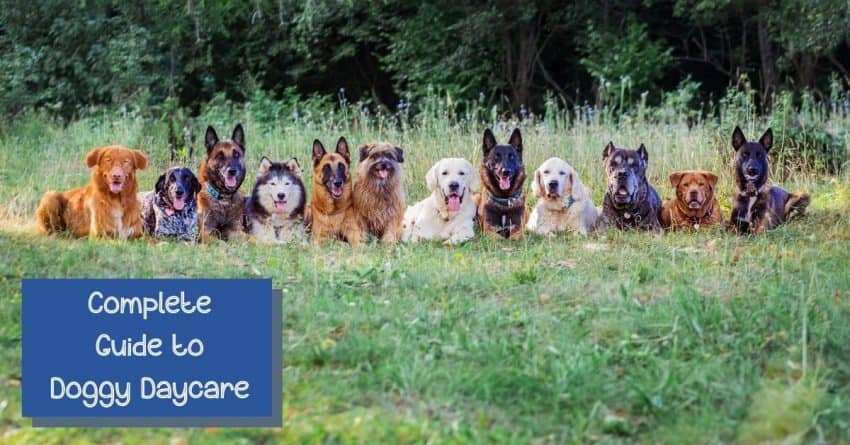 doggy daycare guide