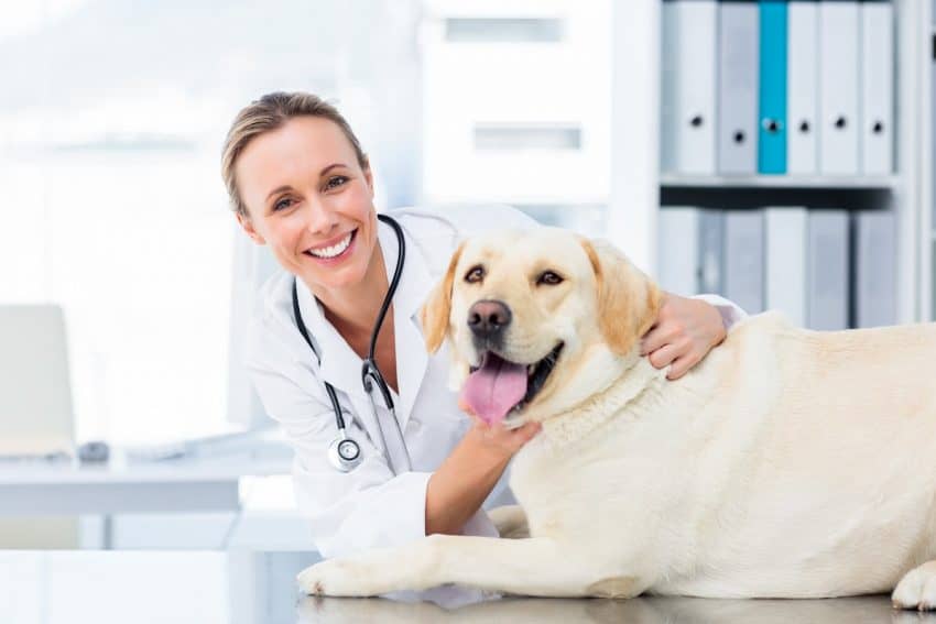 Vet examines a senior yellow lab