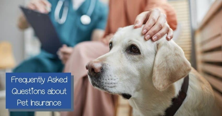 Pet insurance for dogs can be complicated! It's almost as tricky as shopping for human insurance! These 14 FAQs can help you make sense of it all!