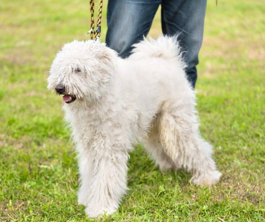 komondor dog breed