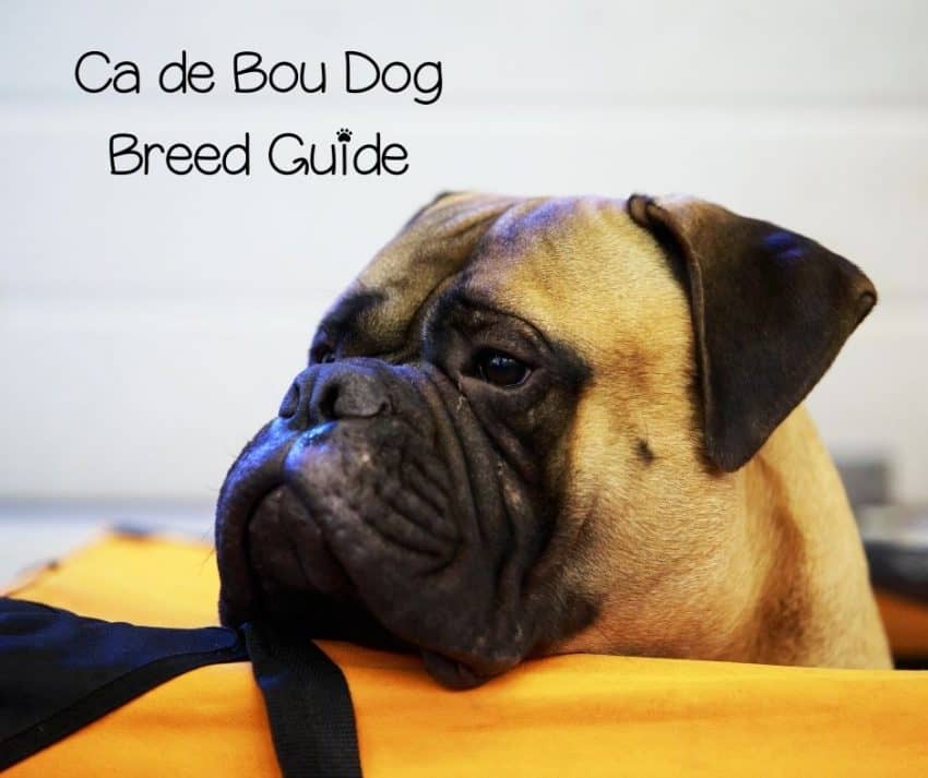 Ca de Bou Dog Breed Guide (History, Health, Personality & More)