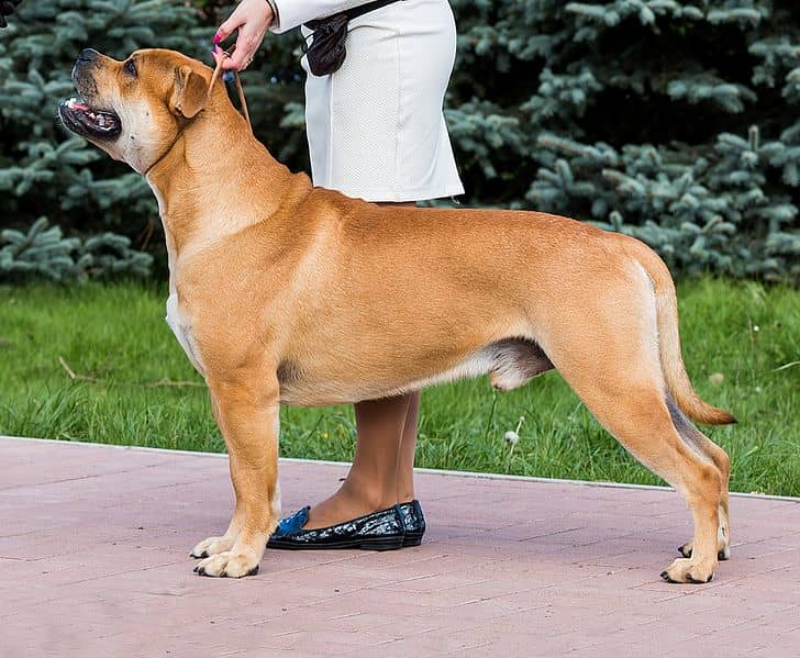 Ca de Bou Dog Breed Guide