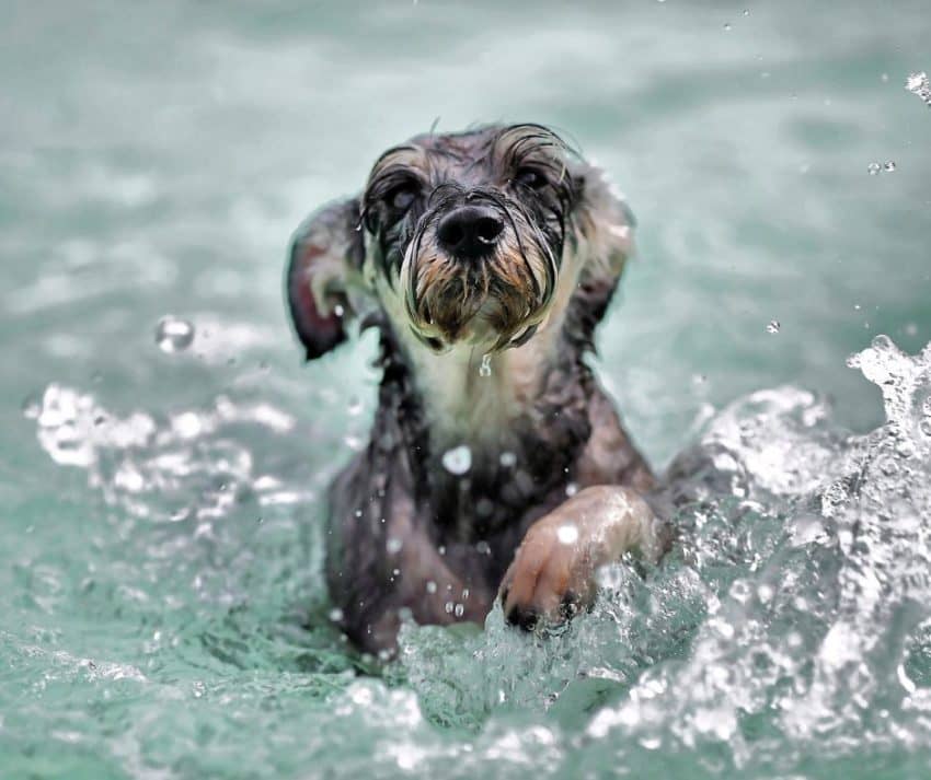 swimming pup playing with the best dog water toys